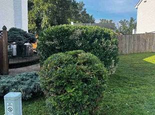 Regina M.'s Bush Trimming service result