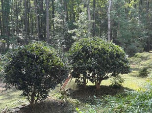 Tina M.'s Bush Trimming service result