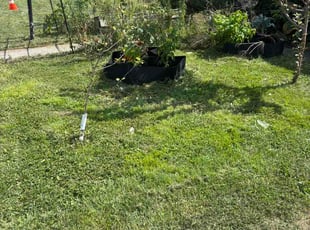 Ellen C.'s grass maintenance service result