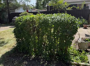 Lynn H.'s Bush Trimming service result