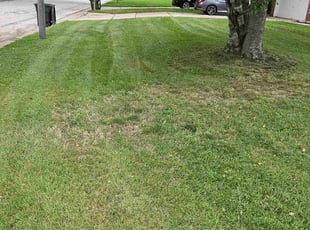 Ryan S.'s turf maintenance service result