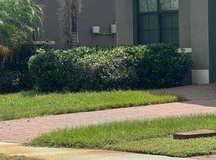 Angela D.'s Bush Trimming service result