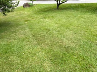 Nora B.'s Yard Cutting service result