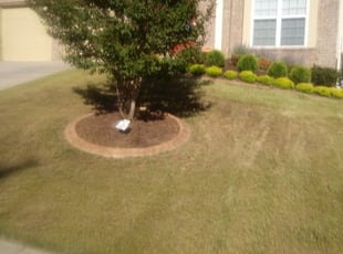 Alexandria A.'s Yard Cutting service result