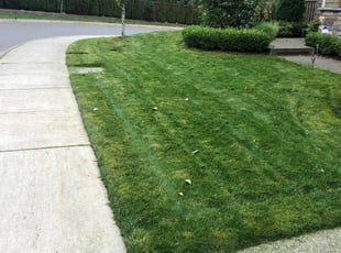 Ashraf M.'s Lawn Service service result