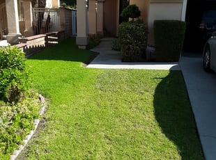 Diana G.'s Yard Cutting service result