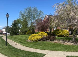 Marieta D.'s Grass Cutting service result
