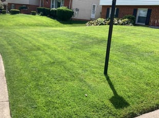 Louis M.'s Lawn Mowing service result