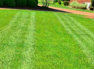Joseph M.'s Lawn Mowing service result