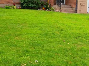 Puja M.'s Lawn Maintenance service result