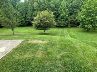 Daniella B.'s Lawn Care service result