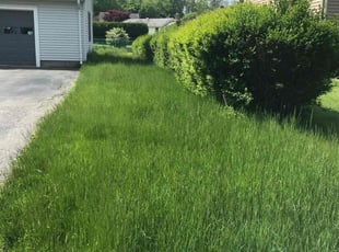 Elijah C.'s Lawn Maintenance service result