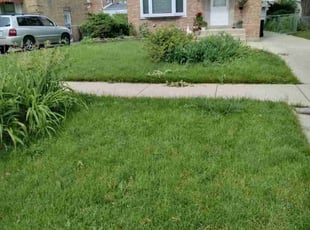 Vince S.'s Yard Cutting service result