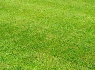 Tess S.'s Lawn Service service result