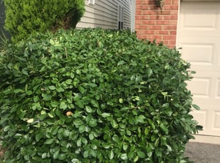 Zulmarie R.'s Lawn Maintenance service result