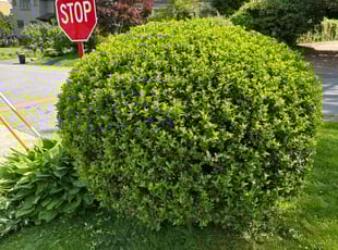 Micki R.'s Grass Cutting service result