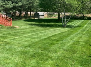 Chico M.'s Grass Cutting service result