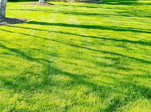 Antonella S.'s Lawn Service service result