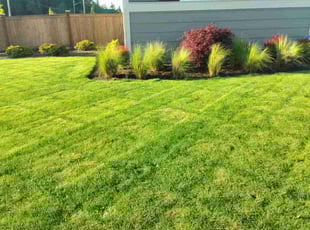 Ariel H.'s Lawn Care service result