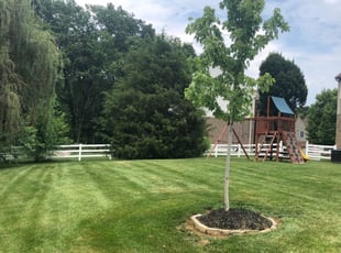 Julian F.'s Lawn Service service result
