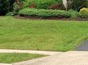 Andrew N.'s Lawn Service service result