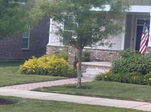 Morrigan B.'s Yard Cutting service result