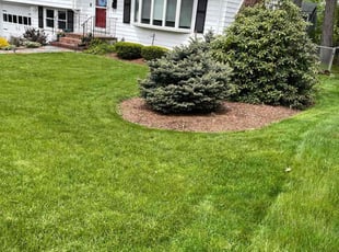 Edna G.'s Lawn Mowing service result