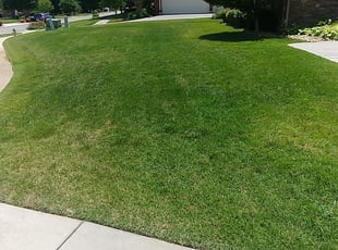 Holly I.'s Lawn Mowing service result