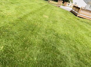 Maura J.'s Grass Cutting service result