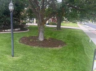 Amie N.'s Lawn Mowing Service service result