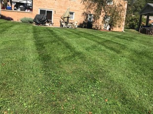 Estella A.'s Lawn Service service result