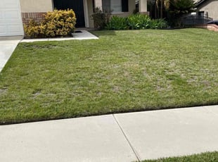 Ray G.'s Lawn Mowing service result