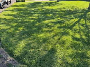 Alexander R.'s Grass Cutting service result
