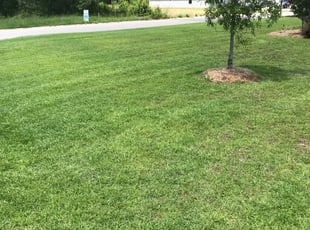 Michael M.'s Lawn Care service result