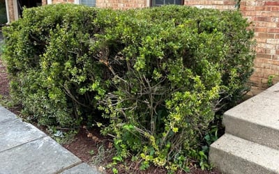 Photo of Robbin A.'s yard after getting tree care in Frederick, MD