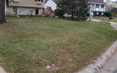 Photo of Steve H.'s yard after getting tree care in Saint Paul, MN