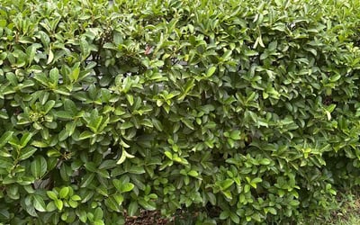 Photo of Christine D.'s yard after getting landscaping in Jacksonville, FL