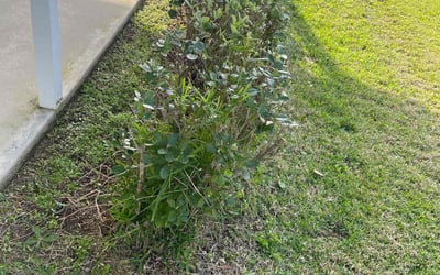 Photo of James M.'s yard after getting landscaping in Istachatta, FL