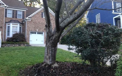 Photo of Elizabeth S.'s yard after getting landscaping in Pine Level, NC