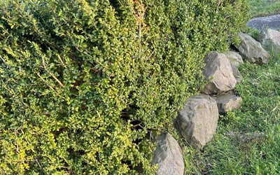 Photo of Jeff M.'s yard after getting landscaping in Snoqualmie, WA
