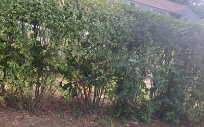 Photo of Randy D.'s yard after getting landscaping in Osawatomie, KS