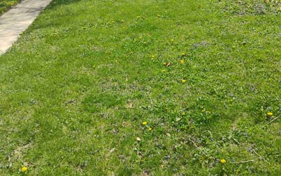 Photo of Michael D.'s yard after getting landscaping in Aurora, IL