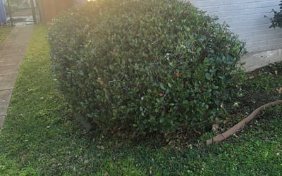Photo of Shelita C.'s yard after getting tree care in Baton Rouge, LA