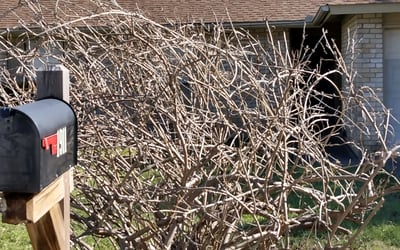 Photo of Bonnie L.'s yard after getting landscaping in Thrall, TX