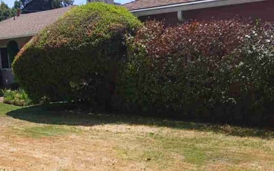 Photo of Joycleyn A.'s yard after getting tree care in San Bernardino, CA