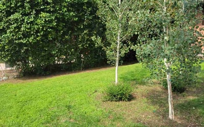 Photo of Anne v.'s yard after getting landscaping in Strasburg, CO