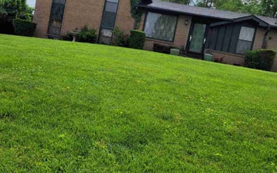 Photo of Penelope B.'s yard after getting landscaping in Nashville, TN