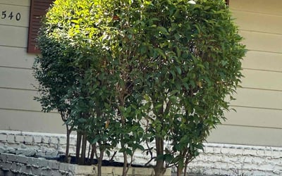 Photo of Dave S.'s yard after getting landscaping in Los Gatos, CA
