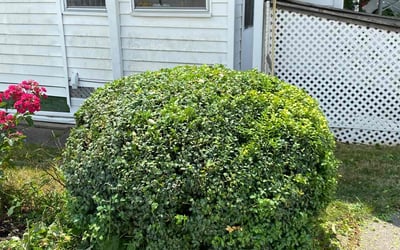 Photo of Sandra B.'s yard after getting landscaping in Mishawaka, IN