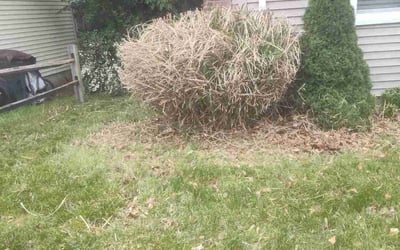 Photo of Paul D.'s yard after getting landscaping in Hamden, CT